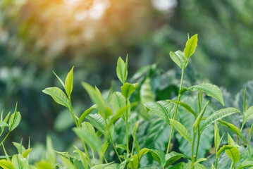 Green coffee bean berry plant with sunlight. Fresh raw seed coffee tree growth in eco organic farm...