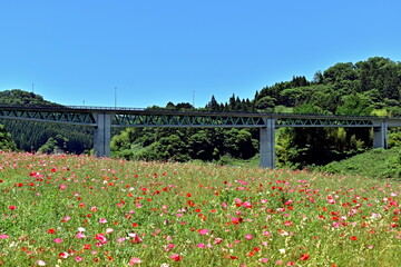 ポピー　島根　東三瓶フラワーバレー