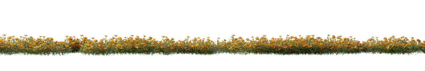 isolated marigold flower, best use for landscape design