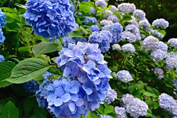 アジサイ　あじさい　紫陽花　6月　めがね橋　山口　山口県