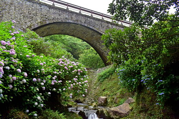 アジサイ　あじさい　紫陽花　6月　めがね橋　山口　山口県