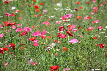 ポピー　島根　東三瓶フラワーバレー