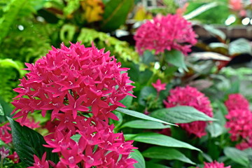 島根　島根県　しまね花の郷