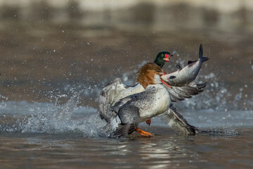 Common Merganser