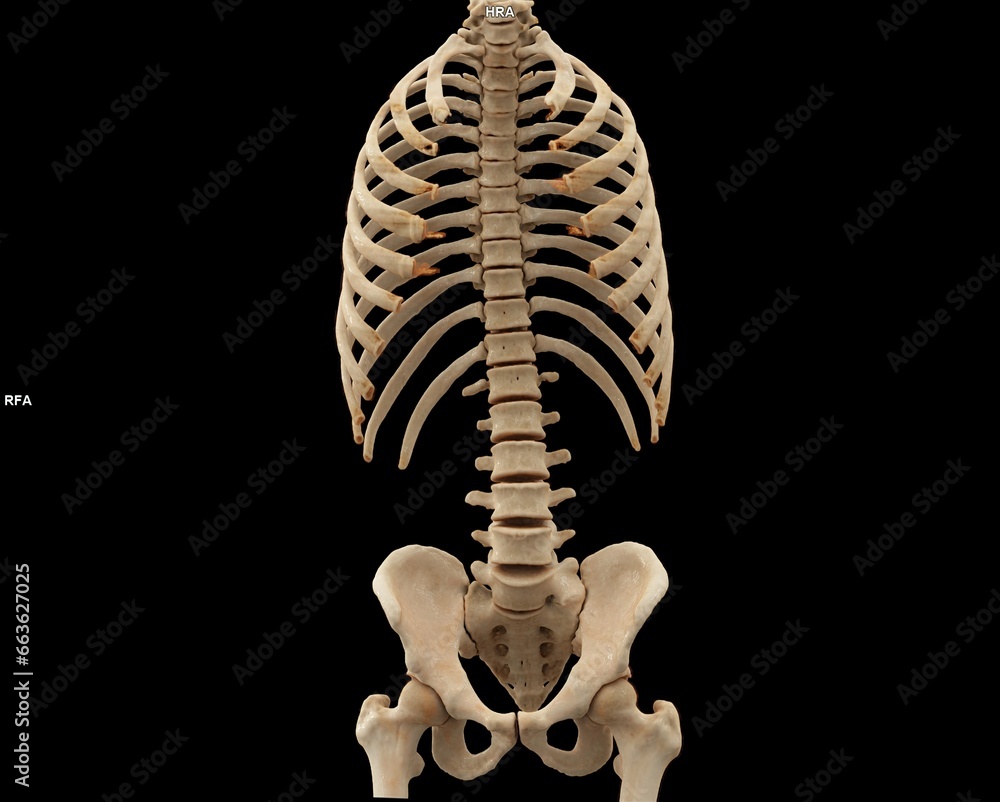 Aufkleber ct scan of thoracic and lumbar spine 3d rendering .