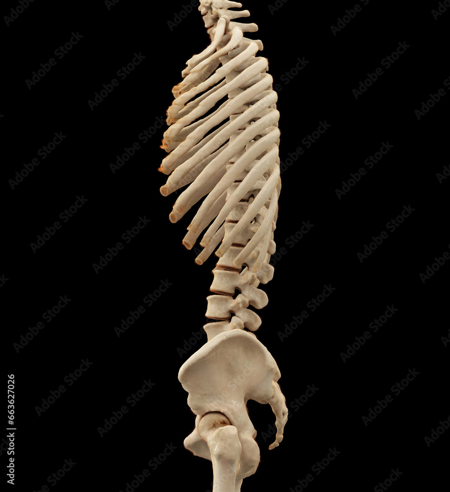 Aufkleber ct scan of thoracic and lumbar spine 3d rendering .