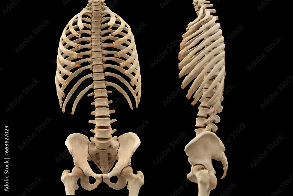 Poster ct scan of thoracic and lumbar spine 3d rendering .