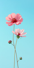 Two pink simple flowers on turquoise sky minimalistic background