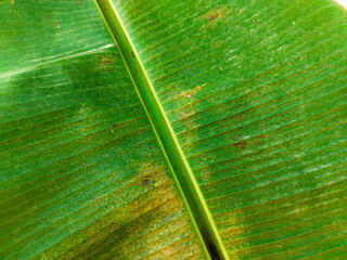 Tropical pattern with banana leaves
