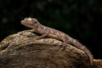 Spiny-tailed Geckos (Strophurus) is native to Australia.