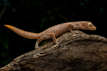 Spiny-tailed Geckos (Strophurus) is native to Australia.
