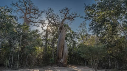 Foto op Canvas Two amazing baobabs intertwined trunks. Trees twist around each other.  The sun shines in the blue sky through the branches. The attraction of Madagascar. The baobabs in love. © Вера 