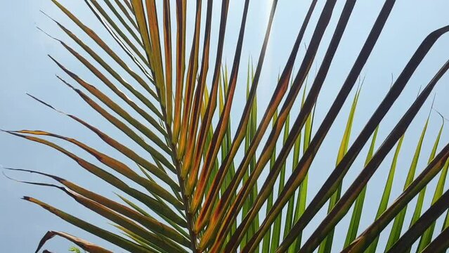 Coconut leaves blowing in the wind against the sky background