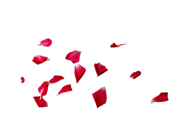 single petals of a red rose, clipart, isolated 