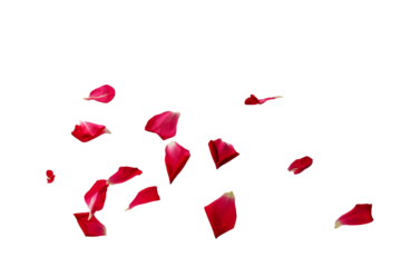 single petals of a red rose, clipart, isolated 