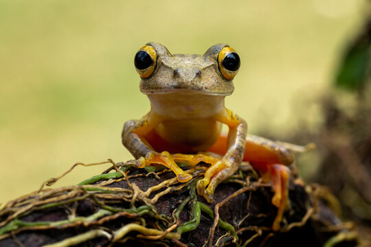 The Harlequin Tree Frog (Rhacophorus pardalis) is a species of frog found in South East Asia.