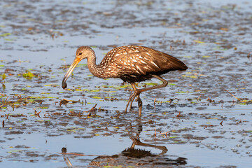 Limpkin on the Hunt