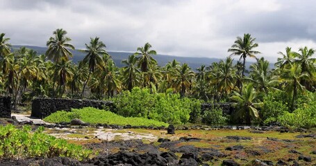 Pu uhonua O Honaunau palm trees lava wall Kona Hawaii pan. Pu uhonua o Honaunau National Historical Park. Refuge and protection. Big island of Hawaii outside Kona. Sacred religious site. Tropical.