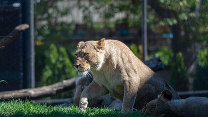 Isolated close up high resolution portrait of a single African lion sunbathing on a sunny day at the Lincoln Park Zoo Chicago- USA