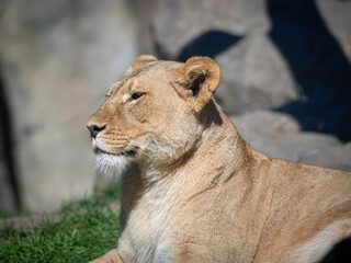 Isolated close up high resolution portrait of a single African lion sunbathing on a sunny day at the Lincoln Park Zoo Chicago- USA