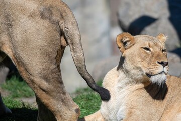Isolated close up high resolution portrait of a single African lion sunbathing on a sunny day at...