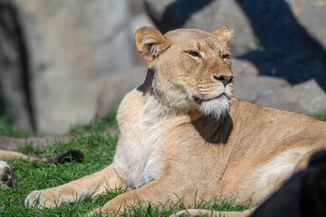 Isolated close up high resolution portrait of a single African lion sunbathing on a sunny day at the Lincoln Park Zoo Chicago- USA