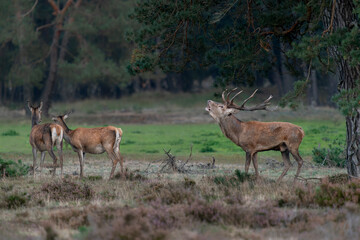 Naklejka na ściany i meble Red deer (Cervus elaphus) stag in rutting season on the field of National Park Hoge Veluwe in the Netherlands. Forest in the background