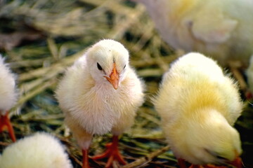 ひよこ　香川　しろとり動物園