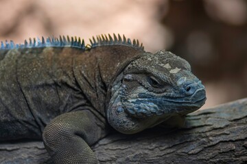 Isolated close up high resolution portrait of a single dragon lizard at the Lincoln Park Zoo...