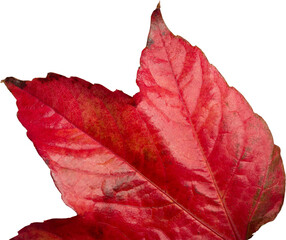 Naklejka premium Digital png illustration of part of red autumn leaf on transparent background