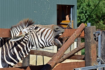 シマウマ　香川　しろとり動物園