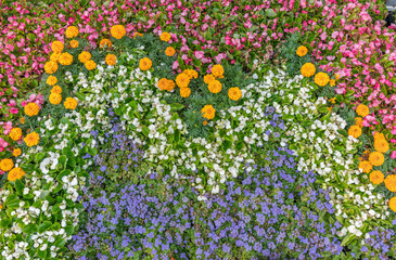 Multicolor blooming front garden. Outdoor summer gardening. Multi-colored flower bed in the park. Lots of beautiful summer flowers