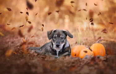 Autumn portrait of a female hybrid sitting in the forest.