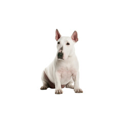 Obraz premium Bull Terrier dog breed isolated no background