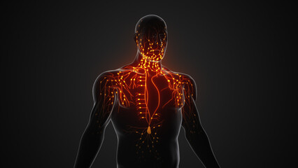 The anatomy of the human lymphatic system