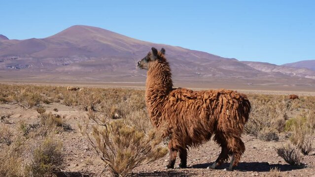 Curious llamas roaming the mountains of Salta, Argentina