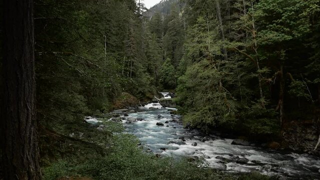 River flowing through pacific northwest forest. Lake Cushman