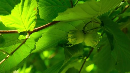 Large hazelnuts grow in the forest on green bush. Nuts Food for brain, healthy natural organic wild grown wild harvested. Seasonal sustainable countryside harvest farm cobnuts with leaves in garden - Powered by Adobe