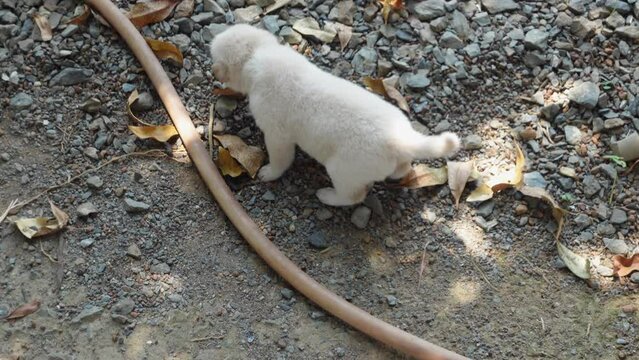 A white puppy is walking.