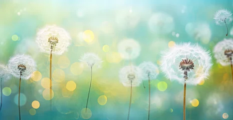 Fotobehang a green grass dandelion background with bokeh © Kien