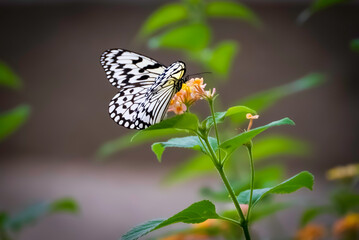 花の蜜を吸うアゲハチョウ