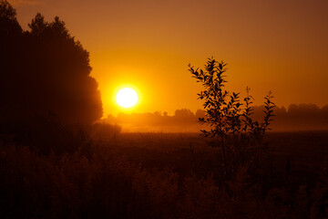 Golden Awakening: Bushes Bathed in the Radiant Light of Summer Sunrise in Northern Europe