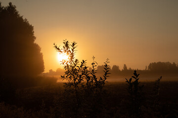Golden Awakening: Bushes Bathed in the Radiant Light of Summer Sunrise in Northern Europe