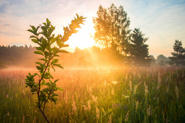 Golden Awakening: Bushes Bathed in the Radiant Light of Summer Sunrise in Northern Europe