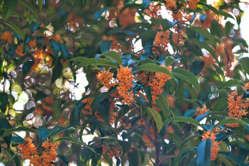 Tokyo, Japan - October 18, 2023: Closeup of Orange Osmanthus or fragrant olives flower
