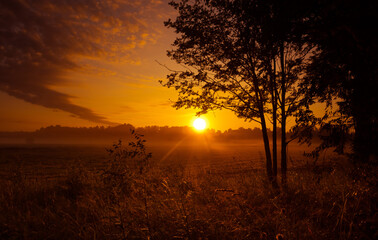 Silhouette Serenade: Majestic Rowan Tree Basks in Summer Sunrise Light in Northern Europe