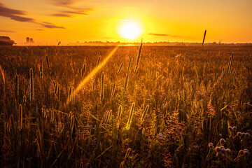 Golden Serenity: Majestic Rural Summer Landscape Awakens at Sunrise in Northern Europe