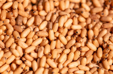 Close up of red ant eggs. Macro