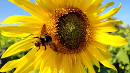 fleissige Biene sammelt Nektar an gelben Blüten, Insekt, Bienen, Bestäubung, fliegen, Honig,...