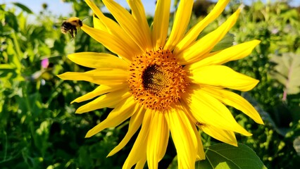 wunderschöne Sonnenblume mit fleissiger Biene, Nahaufnahme
